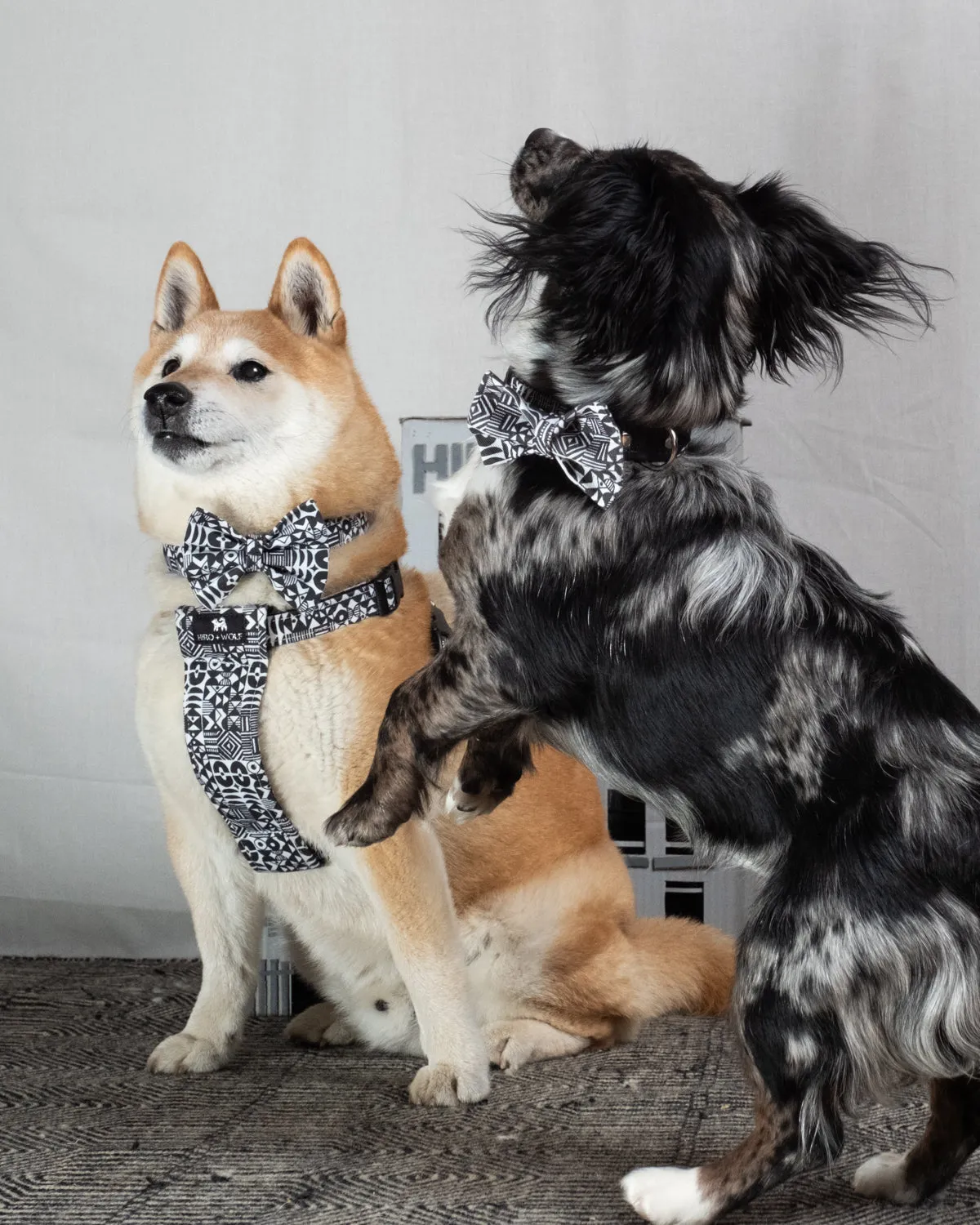 Bow Wow Haus Dog Bow Tie