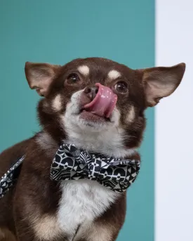 Bow Wow Haus Dog Bow Tie