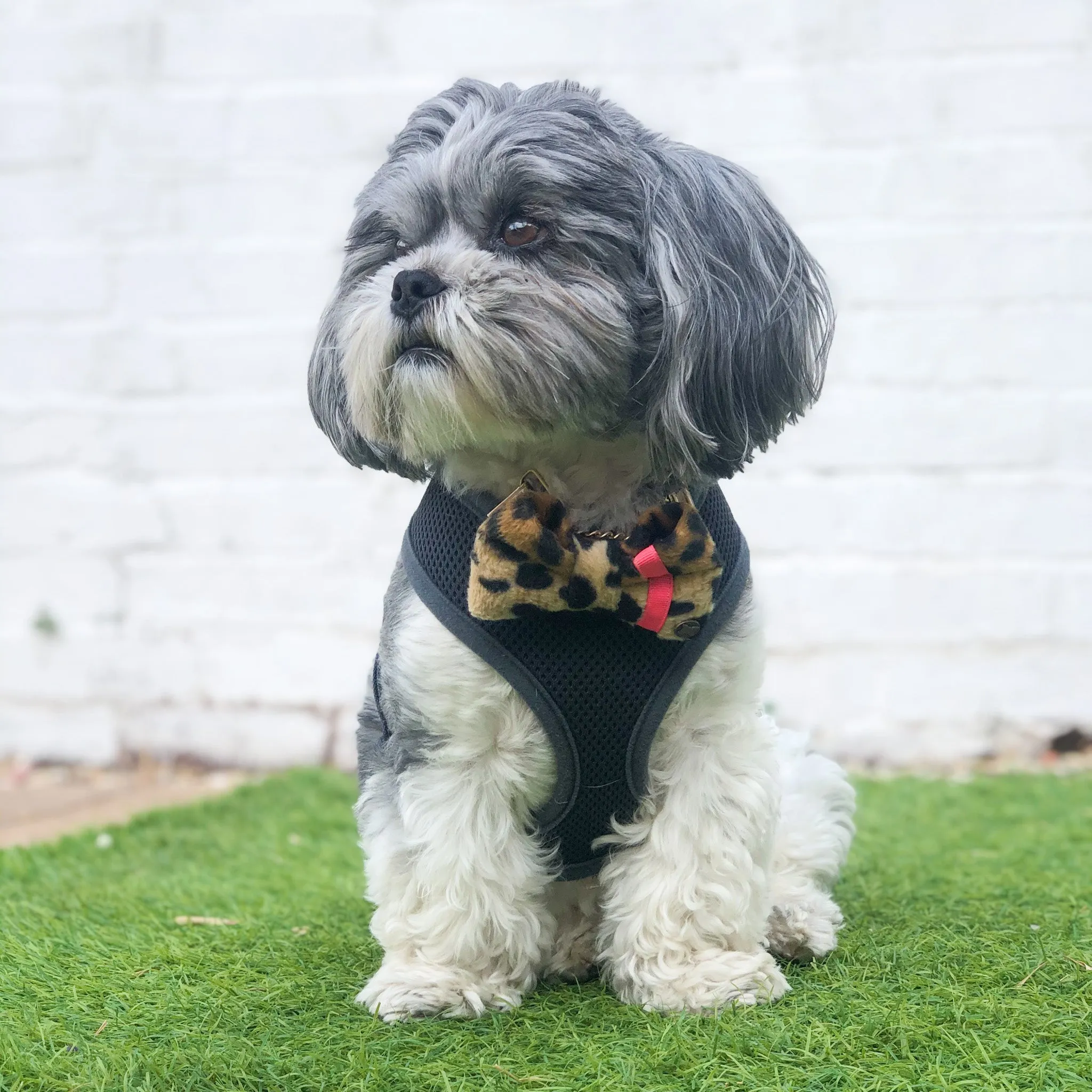 The Bow Tie Harness Clip